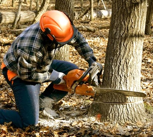 Tree Removal in Benson, IL